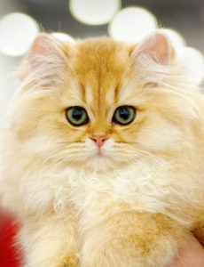 Animals: very young red fluffy cat close-up portrait