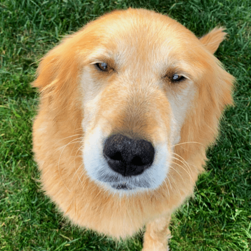 Dog with squinty eyes