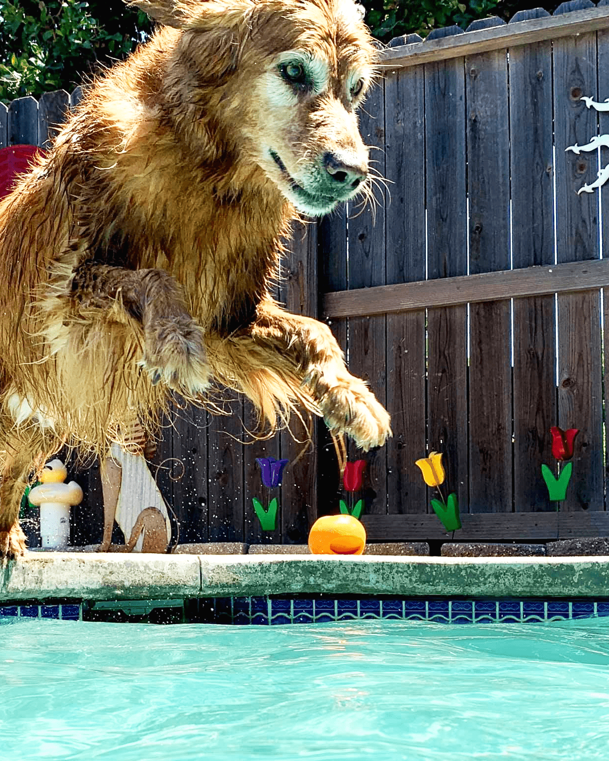 dog jumping in water