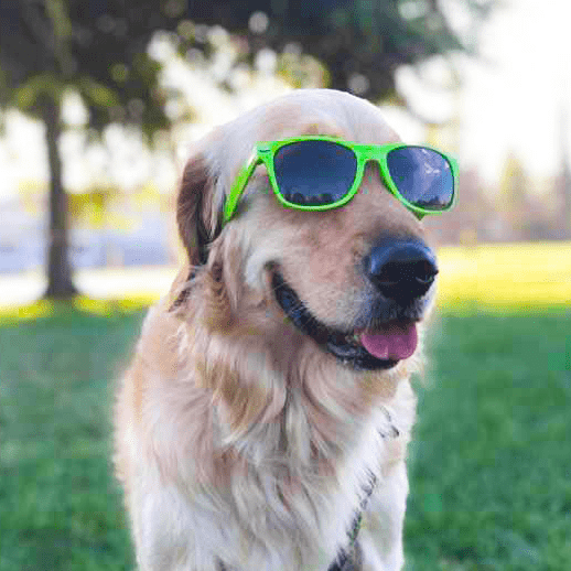 dog with sunglasses 2