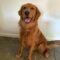 Reba’s Gray (Maverick)