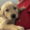 Blarney (Murphy)