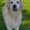 Nova (Bella)