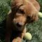 Clifford (Atticus)