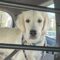 Nanook (Buddy)