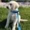 Nanook (Buddy)