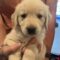 Muffin blue (Luca)