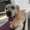Simba (adopting with Nala)