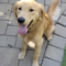Rex (Gus)