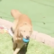 Rex (Gus)