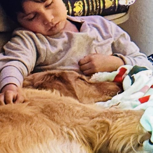 True Love Golden Retriever Rescue - Northern California - Landon