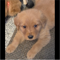 True Love Rescue – a Golden Retriever Rescue – San Francisco, California