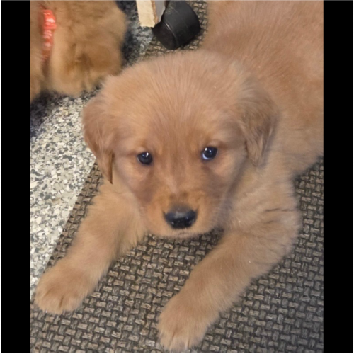 True Love Rescue – a Golden Retriever Rescue – San Francisco, California