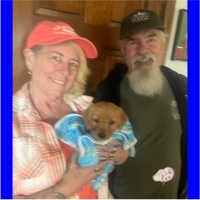 True Love Rescue – a Golden Retriever Rescue – Grass Valley, California