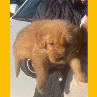 True Love Rescue – a Golden Retriever Rescue – Lodi, California