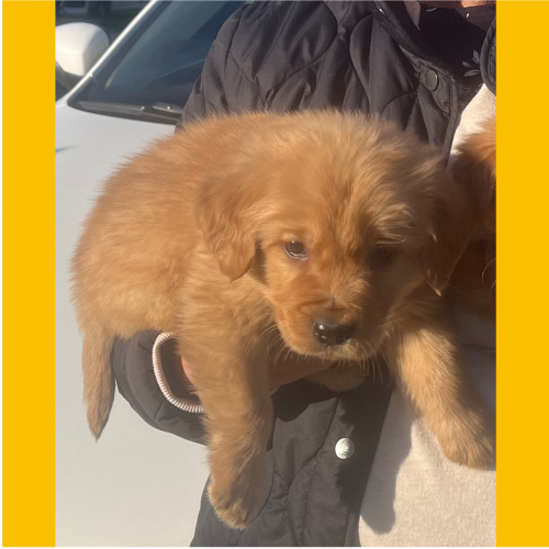 True Love Rescue – a Golden Retriever Rescue – Lodi, California