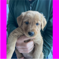 True Love Rescue – a Golden Retriever Rescue – Valencia, California