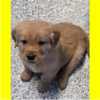 True Love Rescue – a Golden Retriever Rescue – Templeton, California