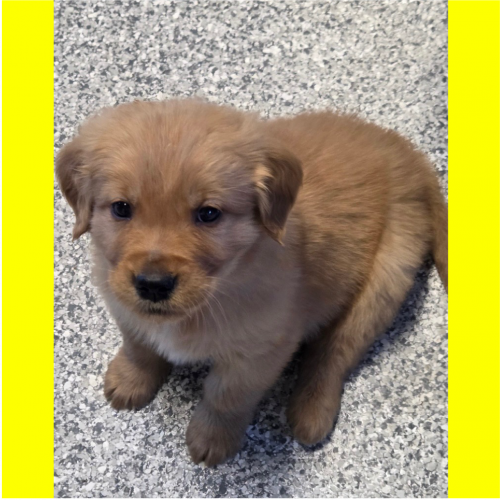 True Love Rescue – a Golden Retriever Rescue – Templeton, California