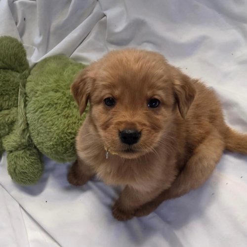 True Love Golden Retriever Rescue - Northern California - Gem Litter