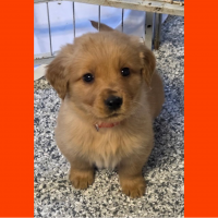 True Love Rescue – a Golden Retriever Rescue – Templeton, California