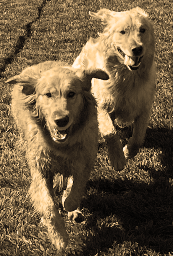 True Love Rescue Golden Retriever Rescue - Woof, Wag & Wine, Fundraiser event - September - adopted Golden Retrievers running