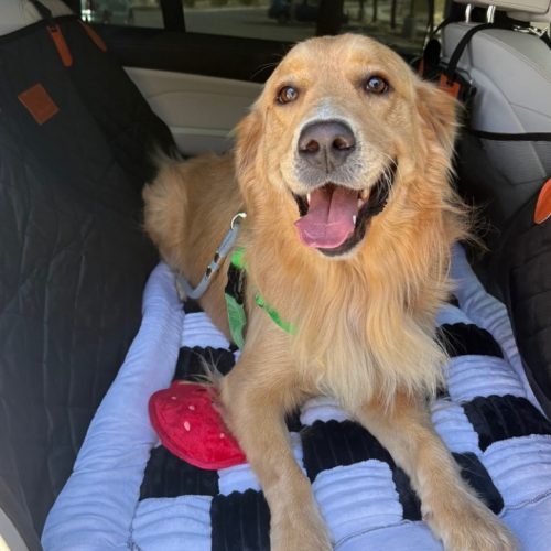 True Love Rescue – a Golden Retriever Rescue – Goodyear, Arizona