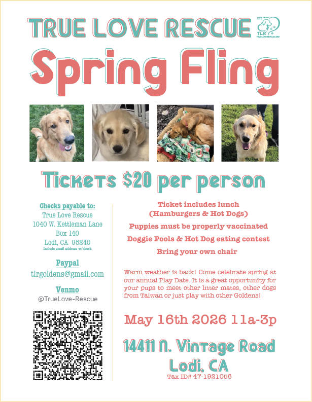 True Love Rescue Golden Retriever Rescue - adopted golden retriever play date - spring fling - May - annual event