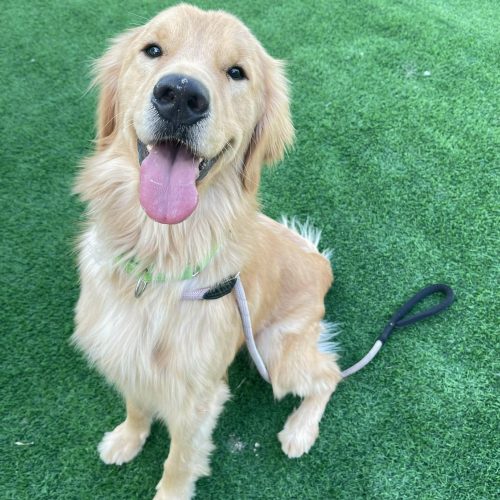 True Love Rescue – a Golden Retriever Rescue – Sparks, Nevada