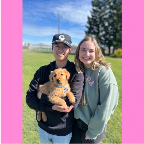 True Love Rescue – a Golden Retriever Rescue – Reno, Nevada