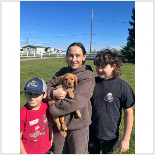 True Love Rescue – a Golden Retriever Rescue – Brentwood, California