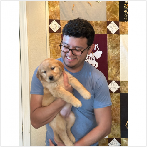 True Love Rescue – a Golden Retriever Rescue – Kingsburg, California