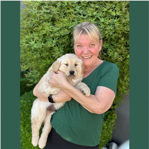 True Love Rescue – a Golden Retriever Rescue – Antioch, California