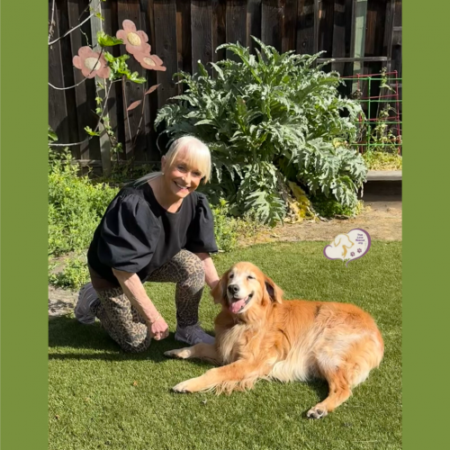 True Love Rescue – a Golden Retriever Rescue – Moraga, California