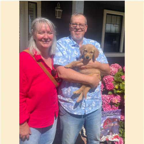 True Love Rescue – a Golden Retriever Rescue – Grover Beach, California