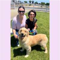 True Love Rescue – a Golden Retriever Rescue – Danville, California