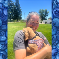 True Love Rescue – a Golden Retriever Rescue – Vacaville, California