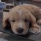 Doc (Beaux)