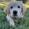 Murphy