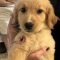 Toto (white and pink)