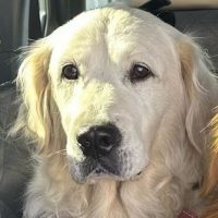 True Love Rescue – a Golden Retriever Rescue – Coeur d'Alene, Idaho